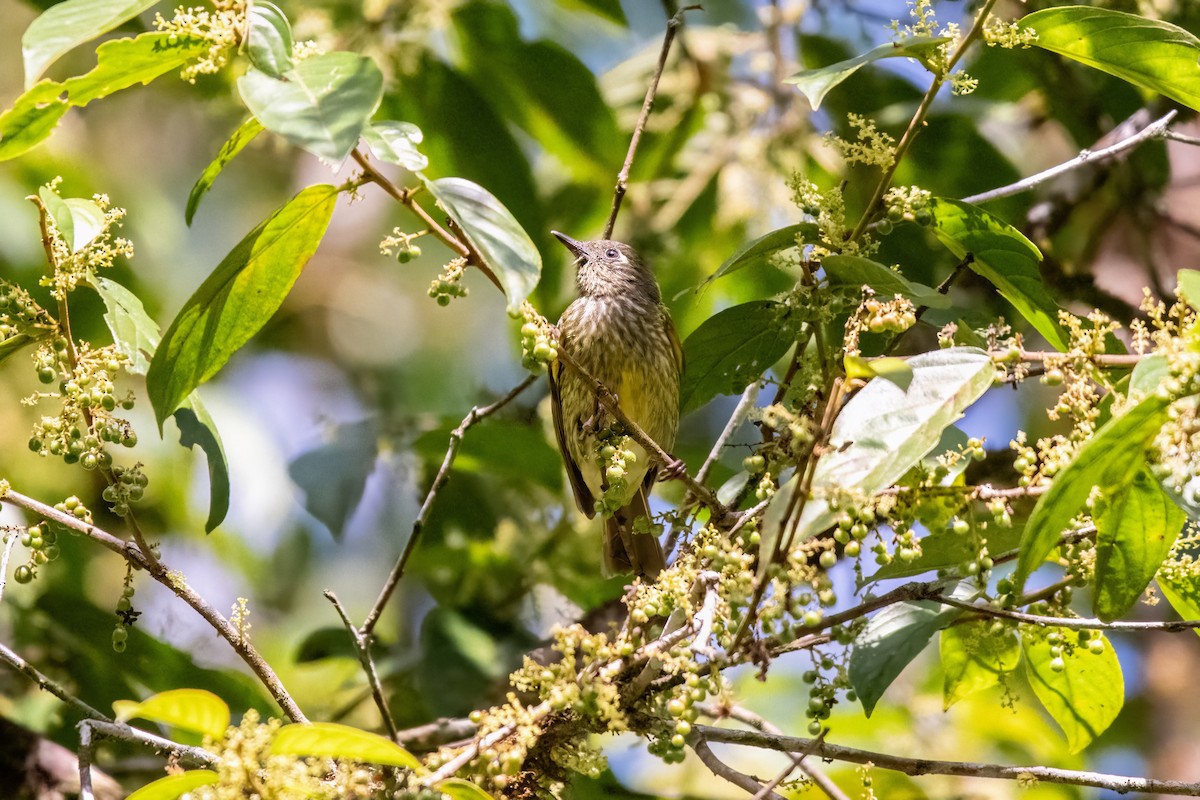 Olive-striped Flycatcher - ML636724226
