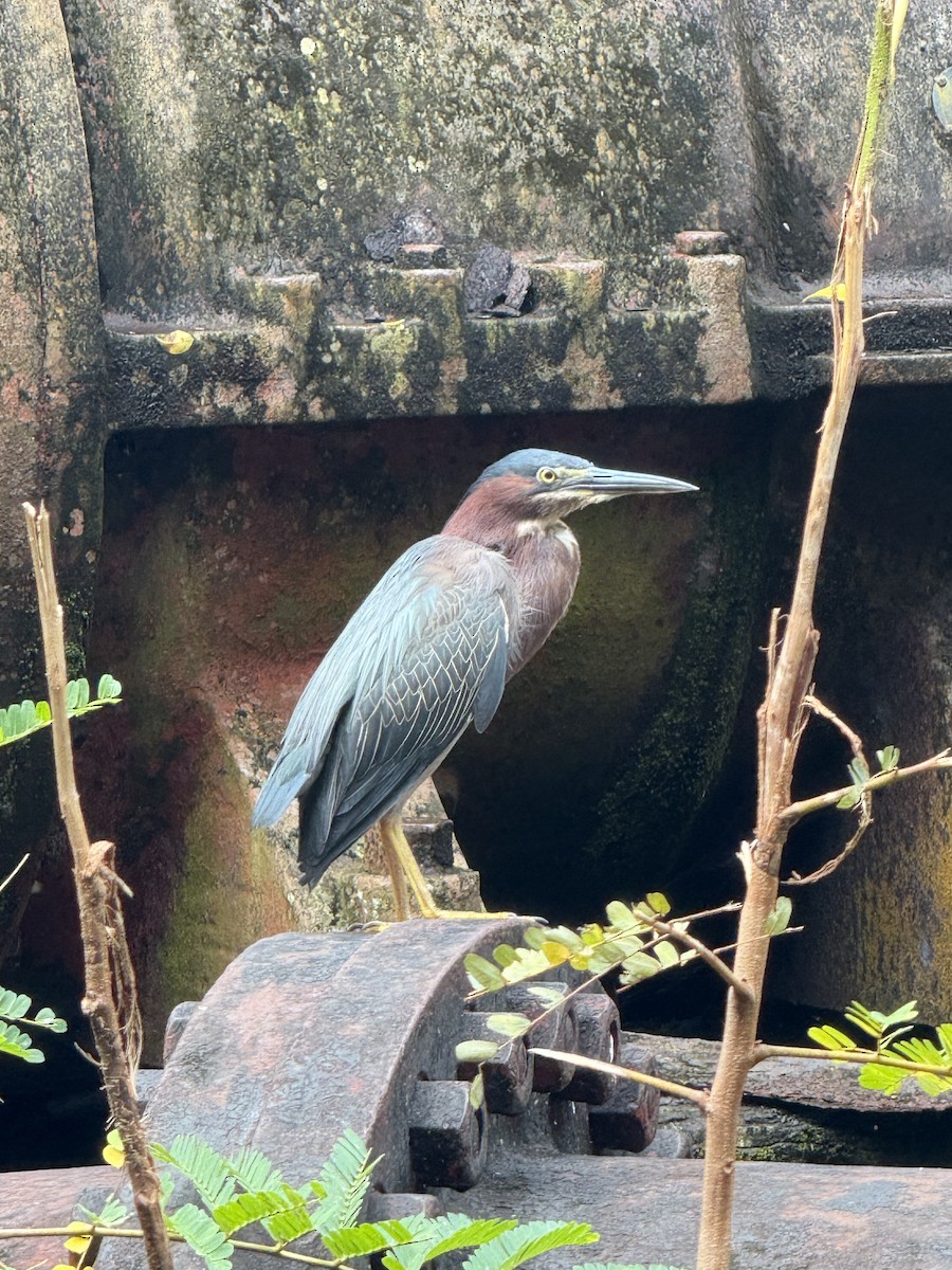 Green Heron - ML636724320