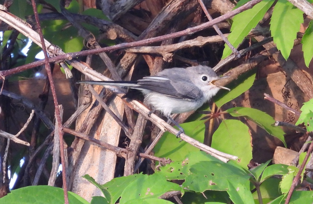 Blue-gray Gnatcatcher - ML636724337