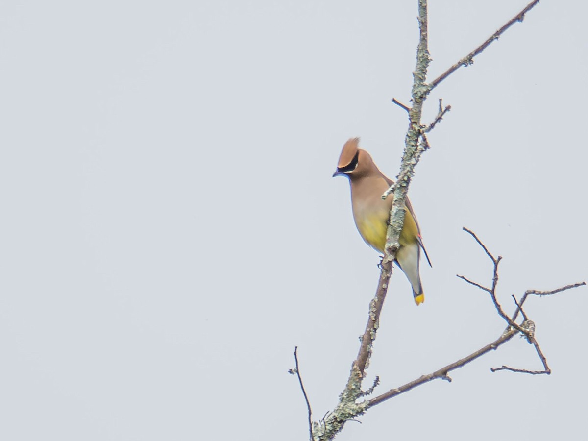 Cedar Waxwing - ML636724345