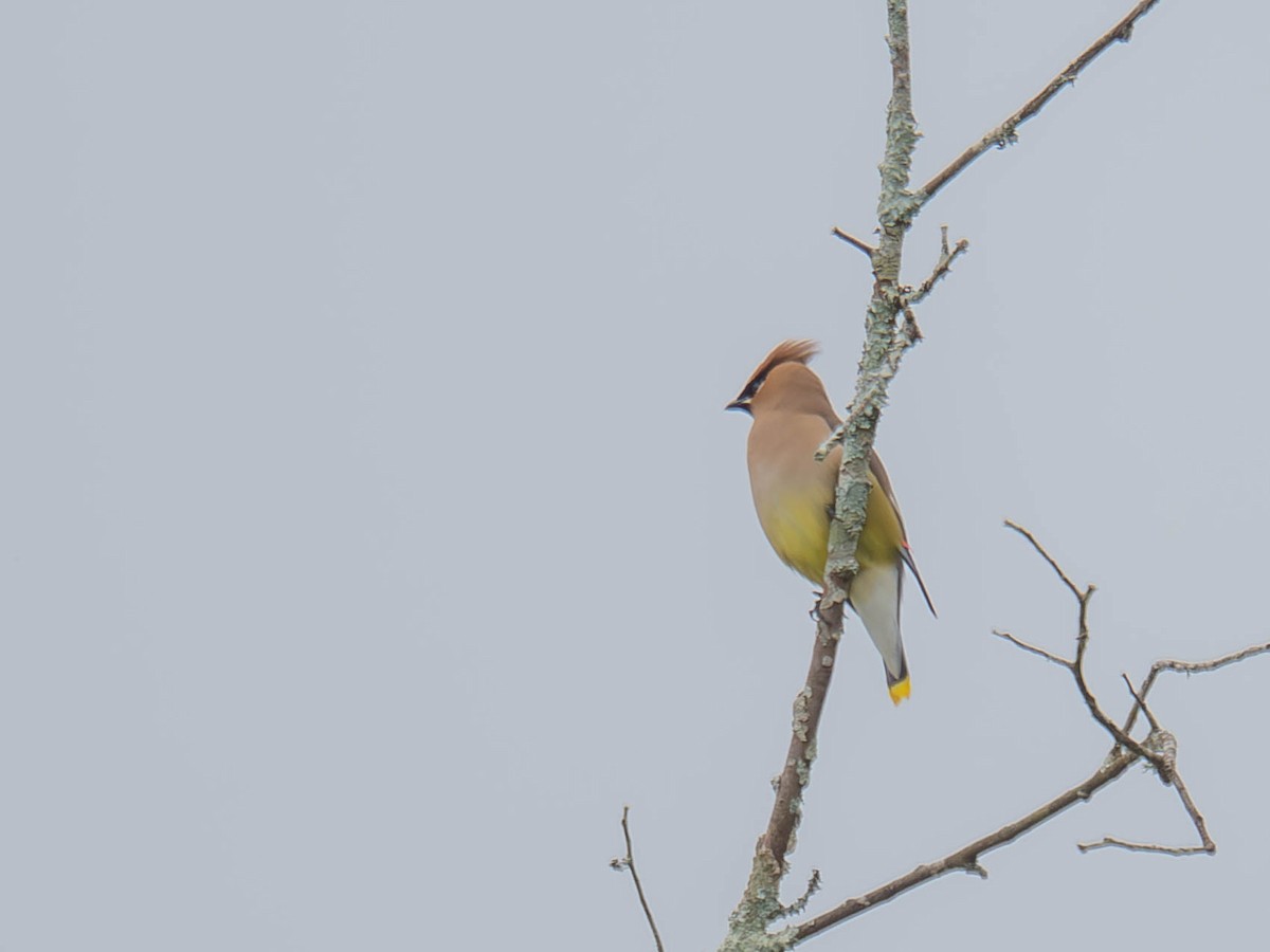Cedar Waxwing - ML636724346