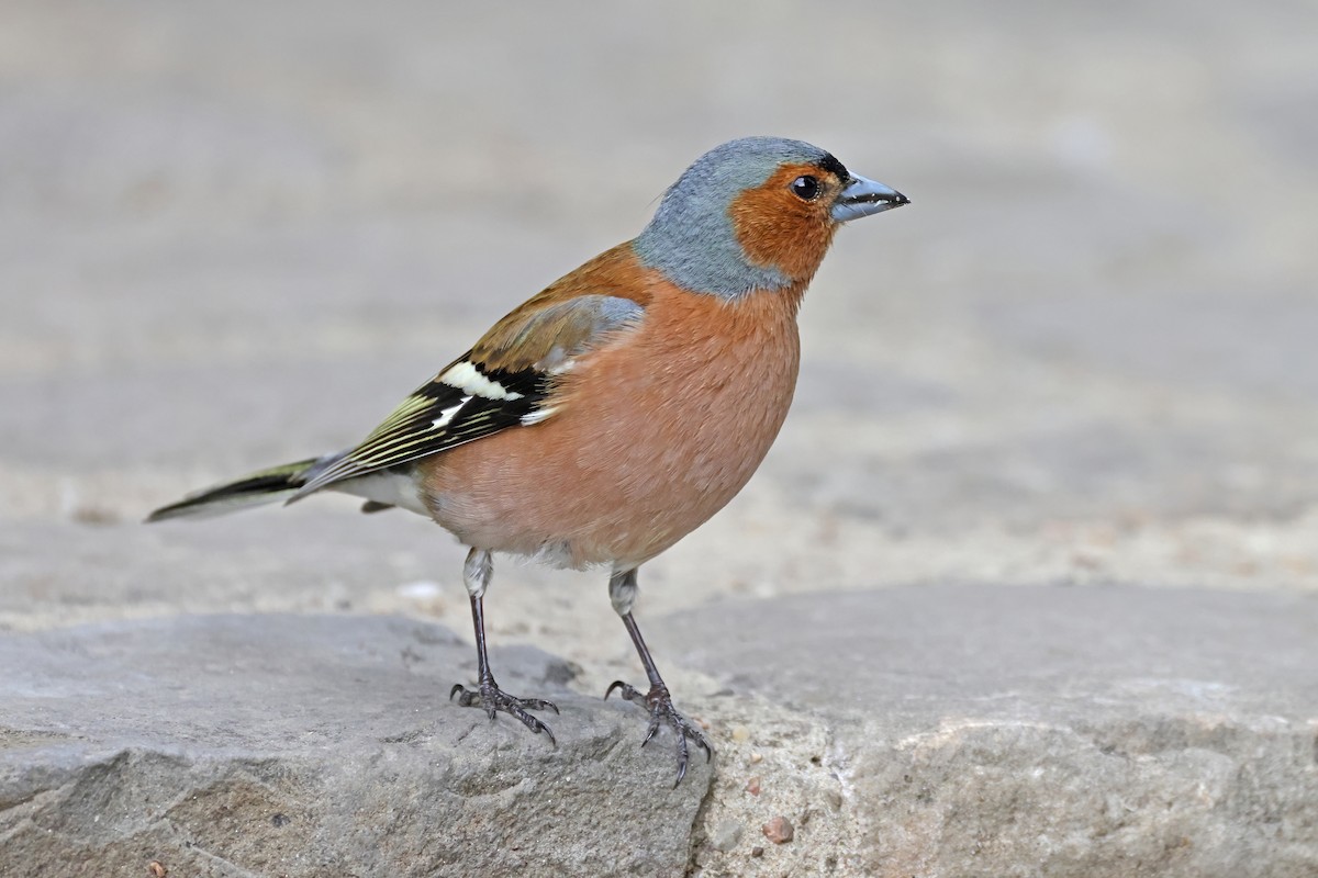 Pinson des arbres - ML636724355