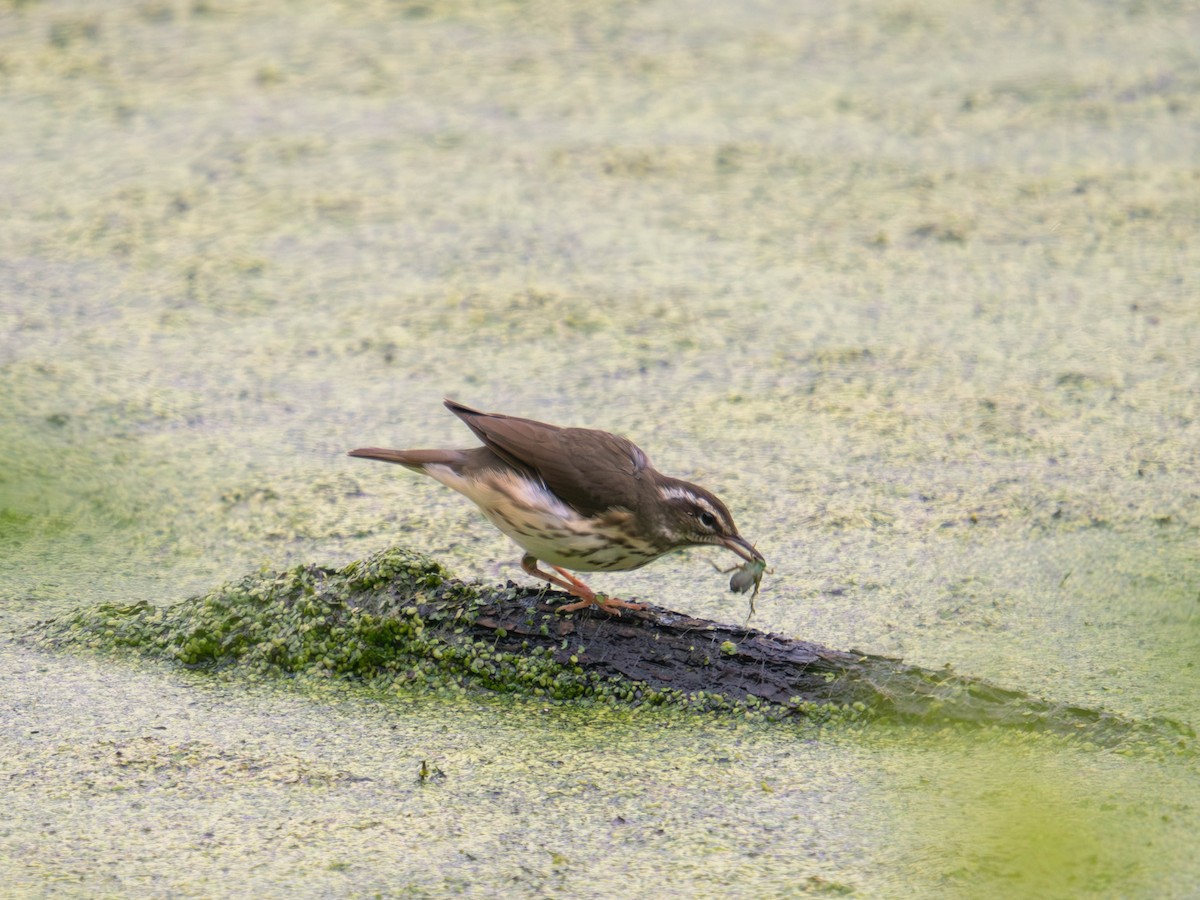 Louisiana Waterthrush - ML636724369