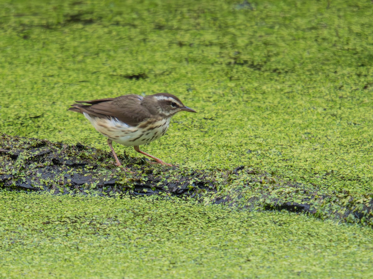 Louisiana Waterthrush - ML636724370