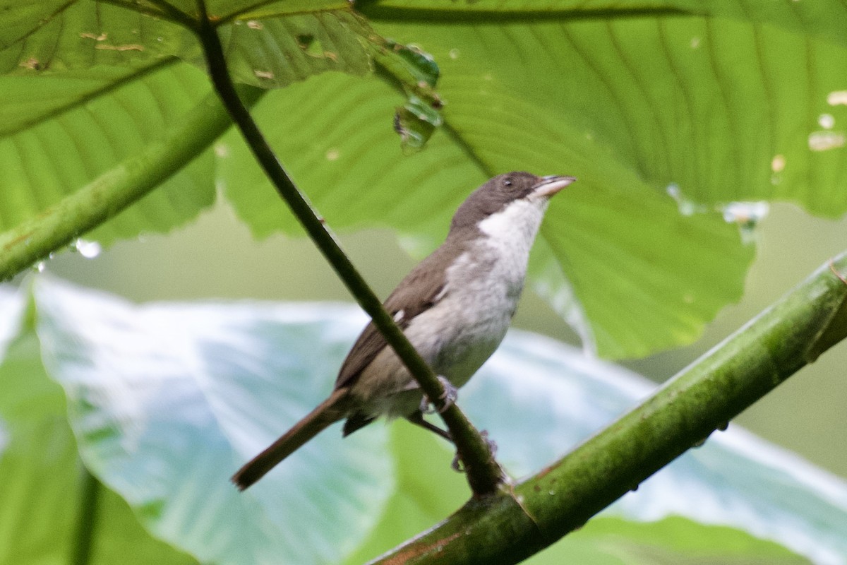 Puerto Rican Tanager - ML636724383