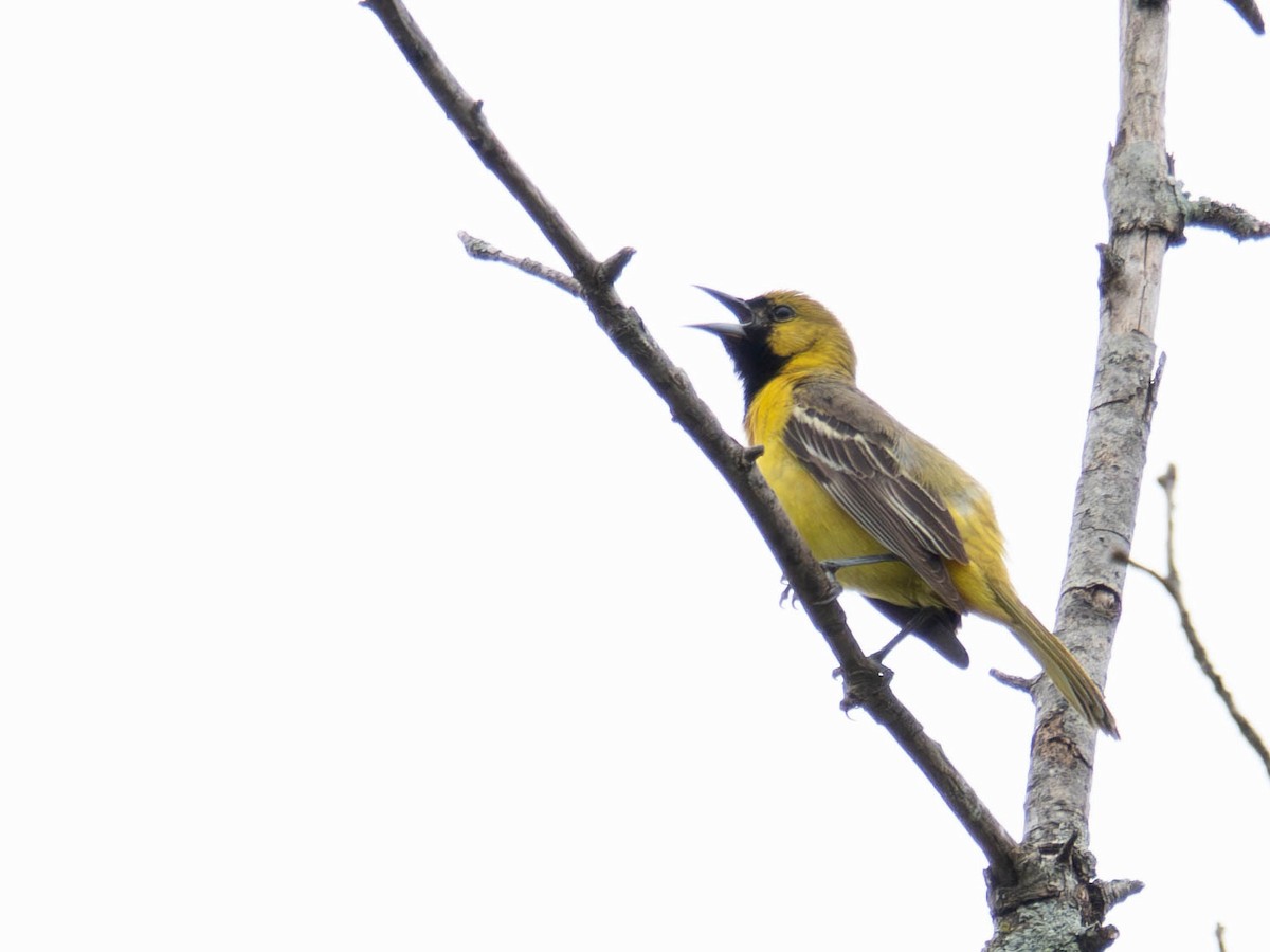 Orchard Oriole - ML636724390