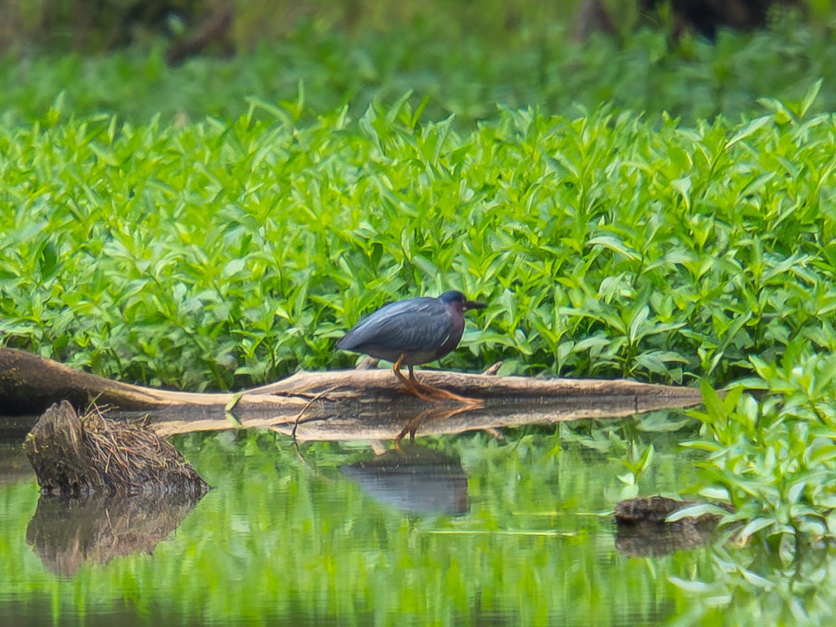 Green Heron - ML636724403