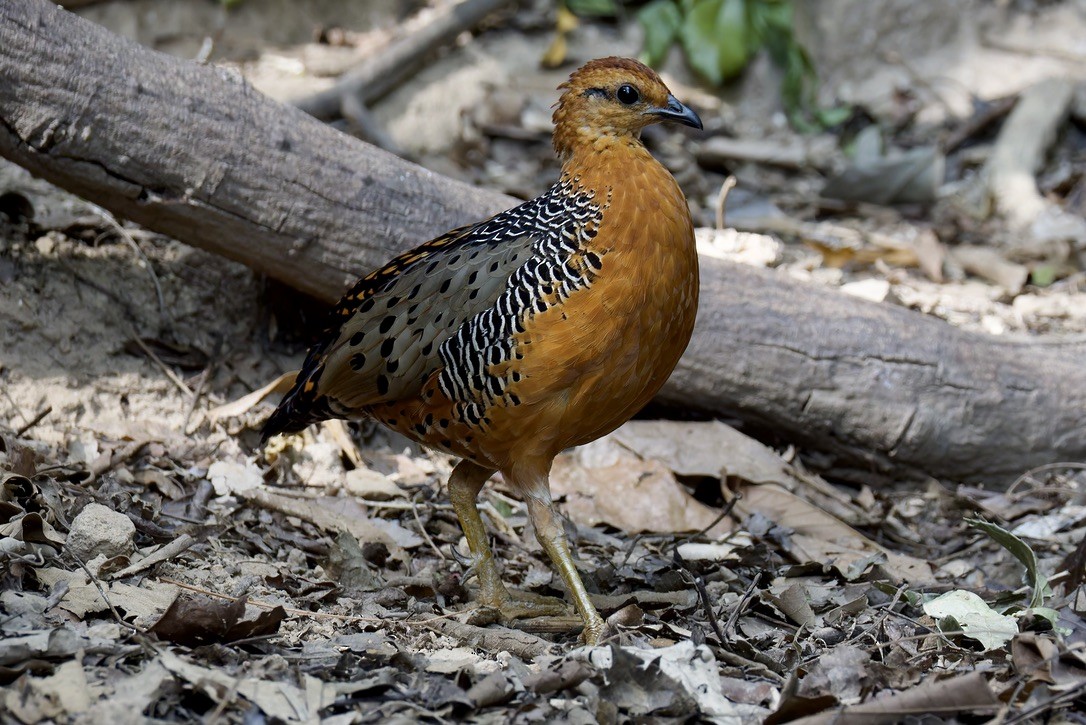 Ferruginous Partridge - ML636724407