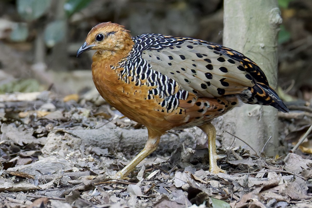 Ferruginous Partridge - ML636724408