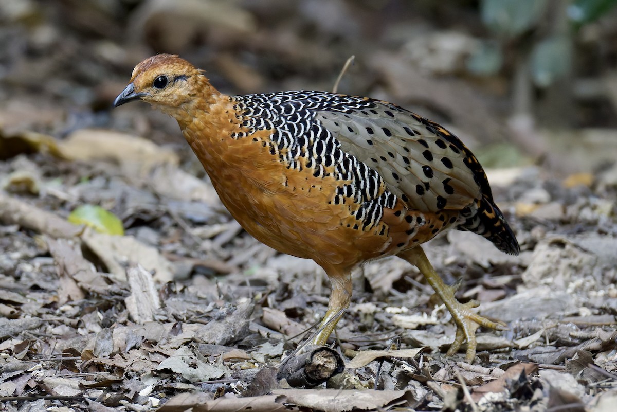 Ferruginous Partridge - ML636724409