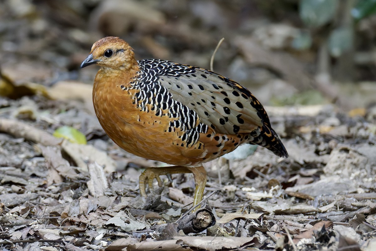 Ferruginous Partridge - ML636724410