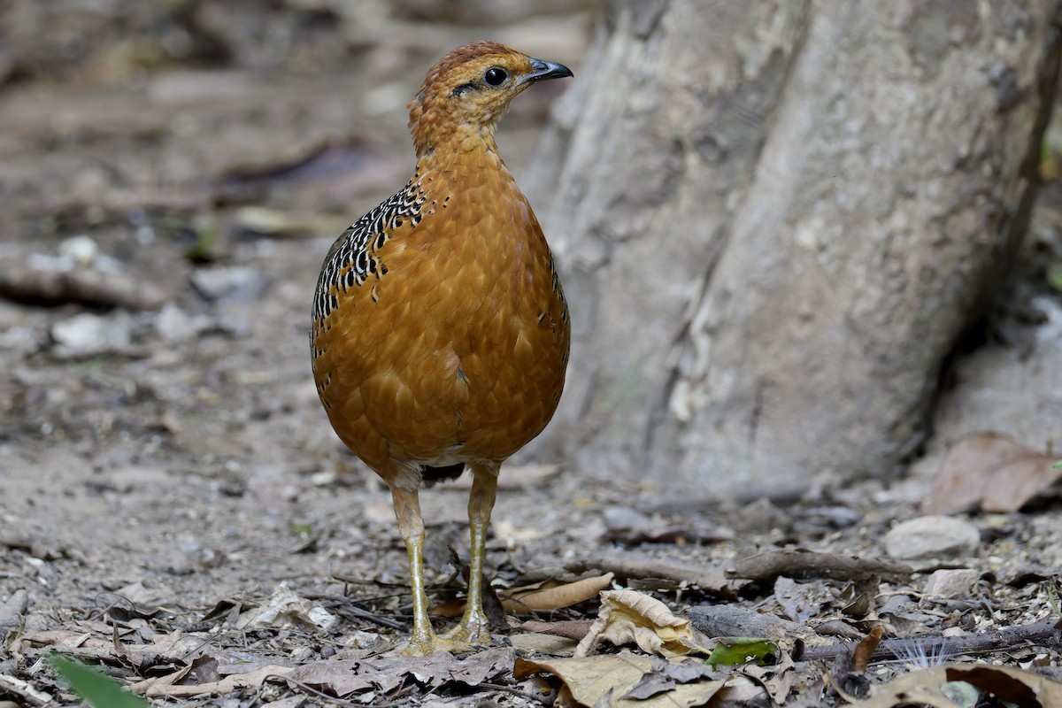 Ferruginous Partridge - ML636724411