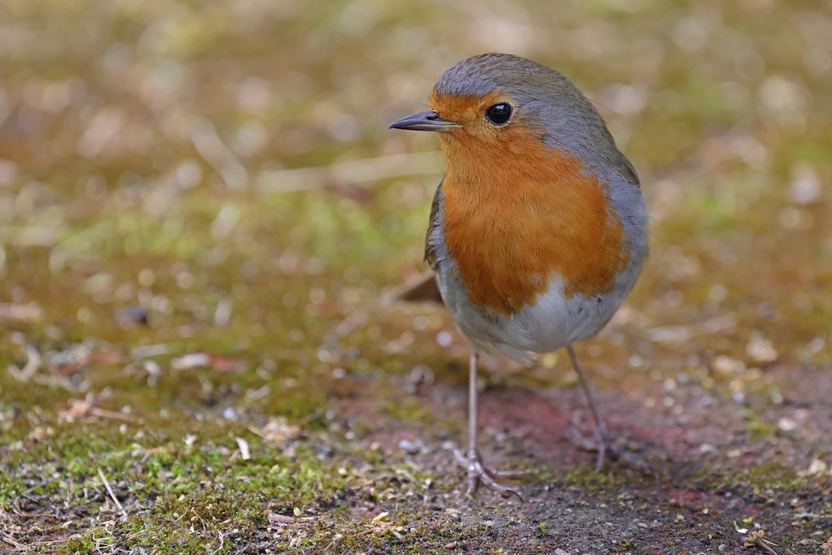 Rougegorge familier - ML636724448