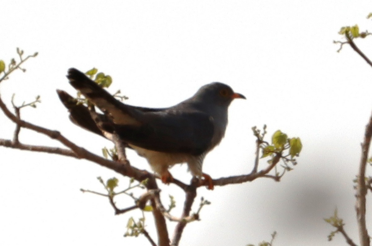 African Cuckoo - ML636724465