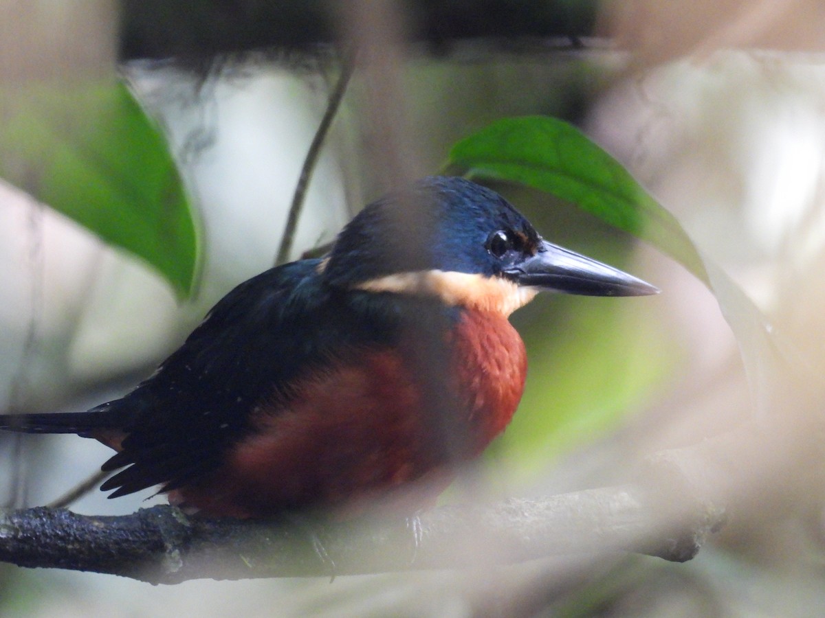 Green-and-rufous Kingfisher - ML636724476