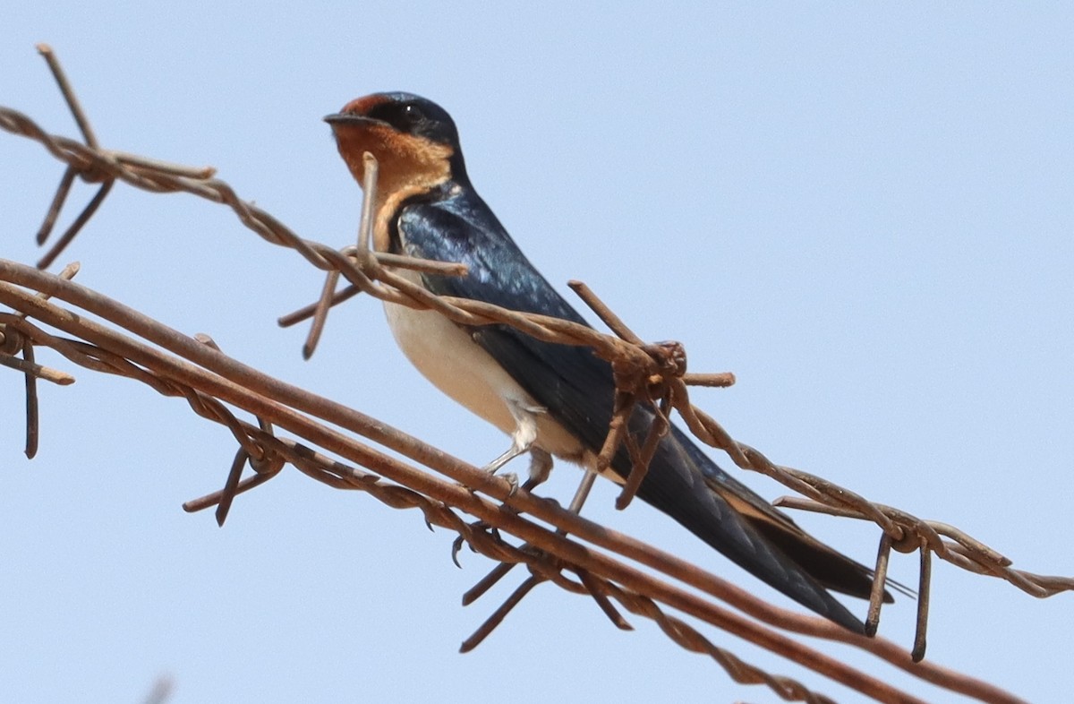 Ethiopian Swallow - ML636724559