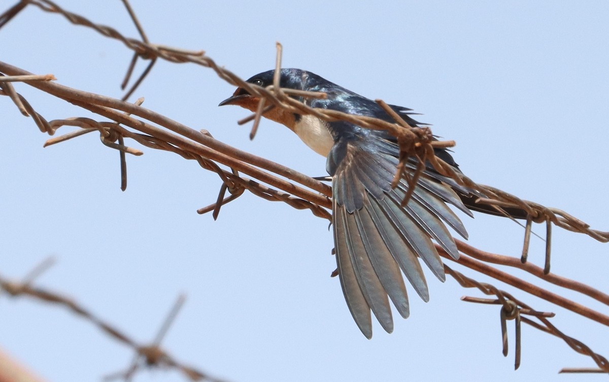 Ethiopian Swallow - ML636724560
