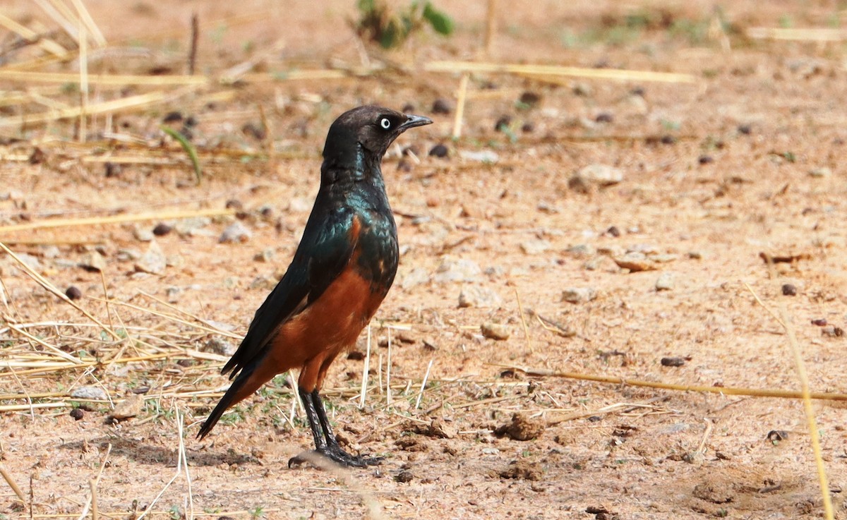 Chestnut-bellied Starling - ML636724566