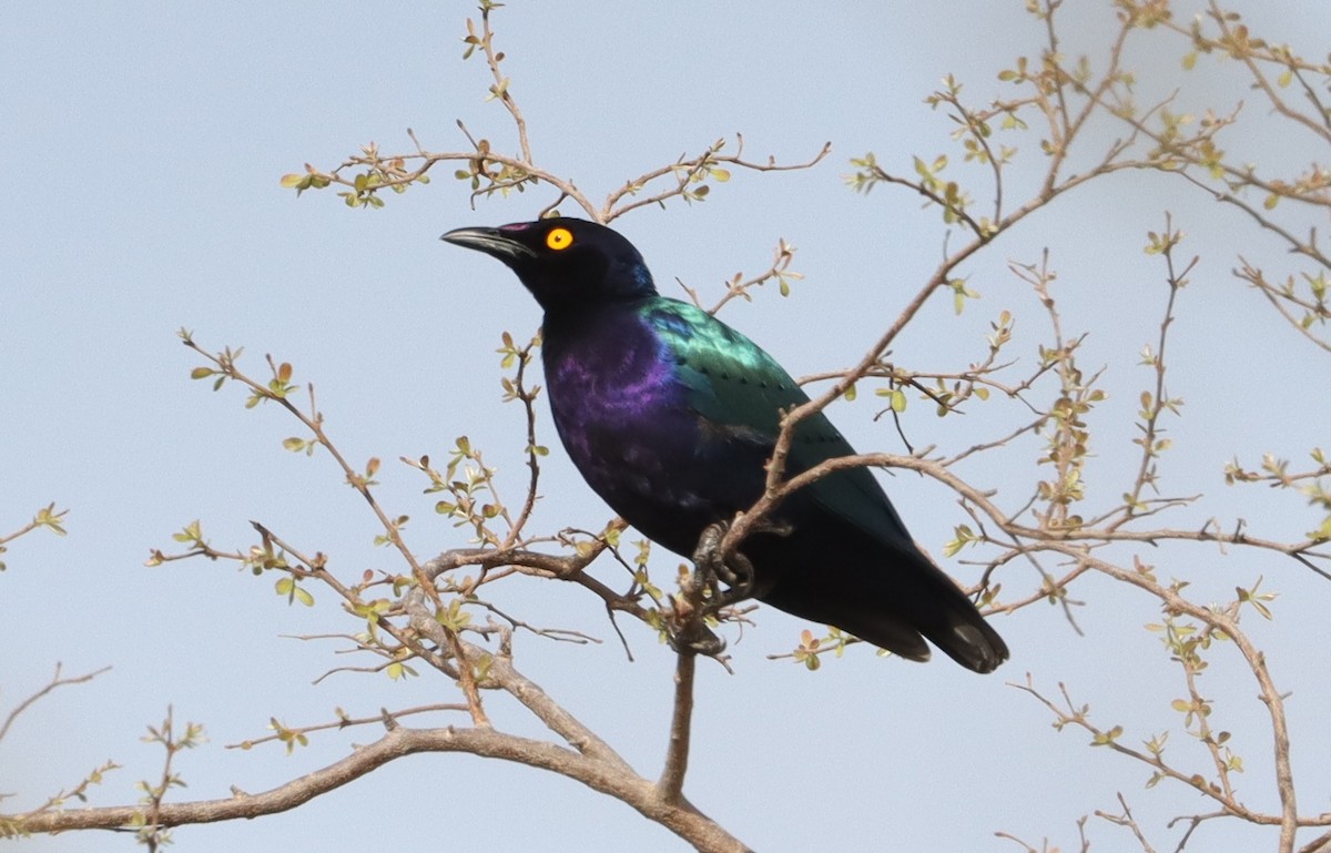 Purple Starling - ML636724570