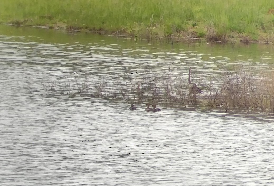 Hooded Merganser - ML636724631