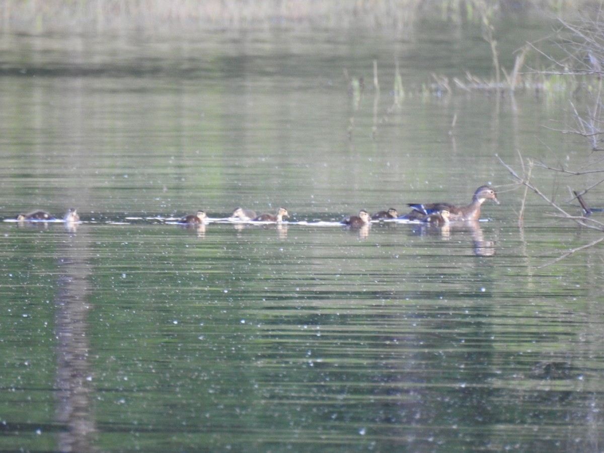 Wood Duck - ML636724636