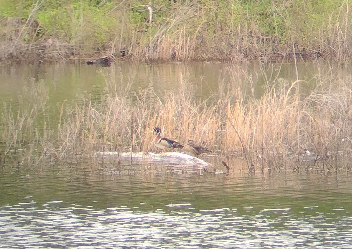 美洲鴛鴦 - ML636724643