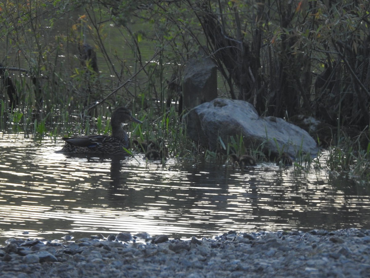 Mallard - ML636724650