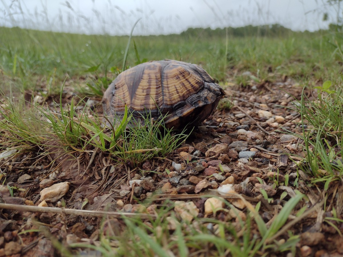 動物界 - ML636724655