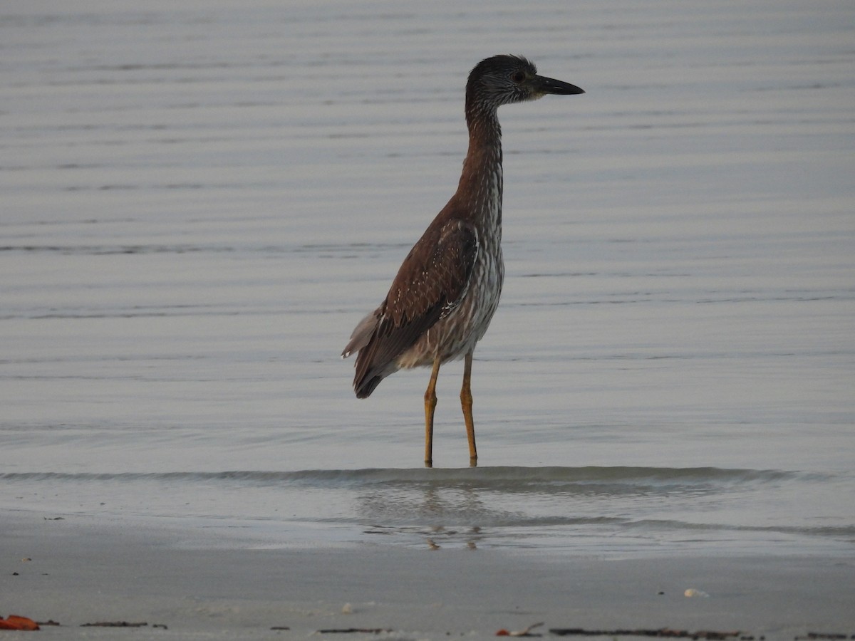 Yellow-crowned Night Heron - ML636724666