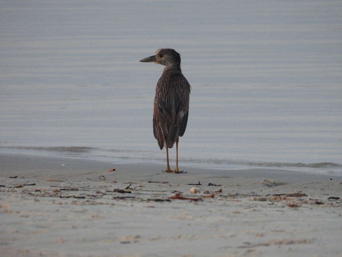 Yellow-crowned Night Heron - ML636724667