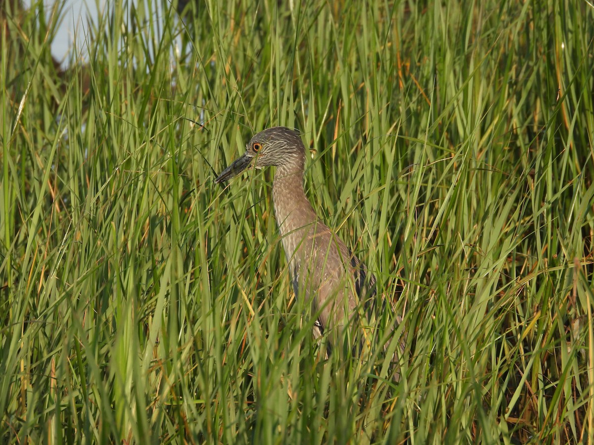 Yellow-crowned Night Heron - ML636724668