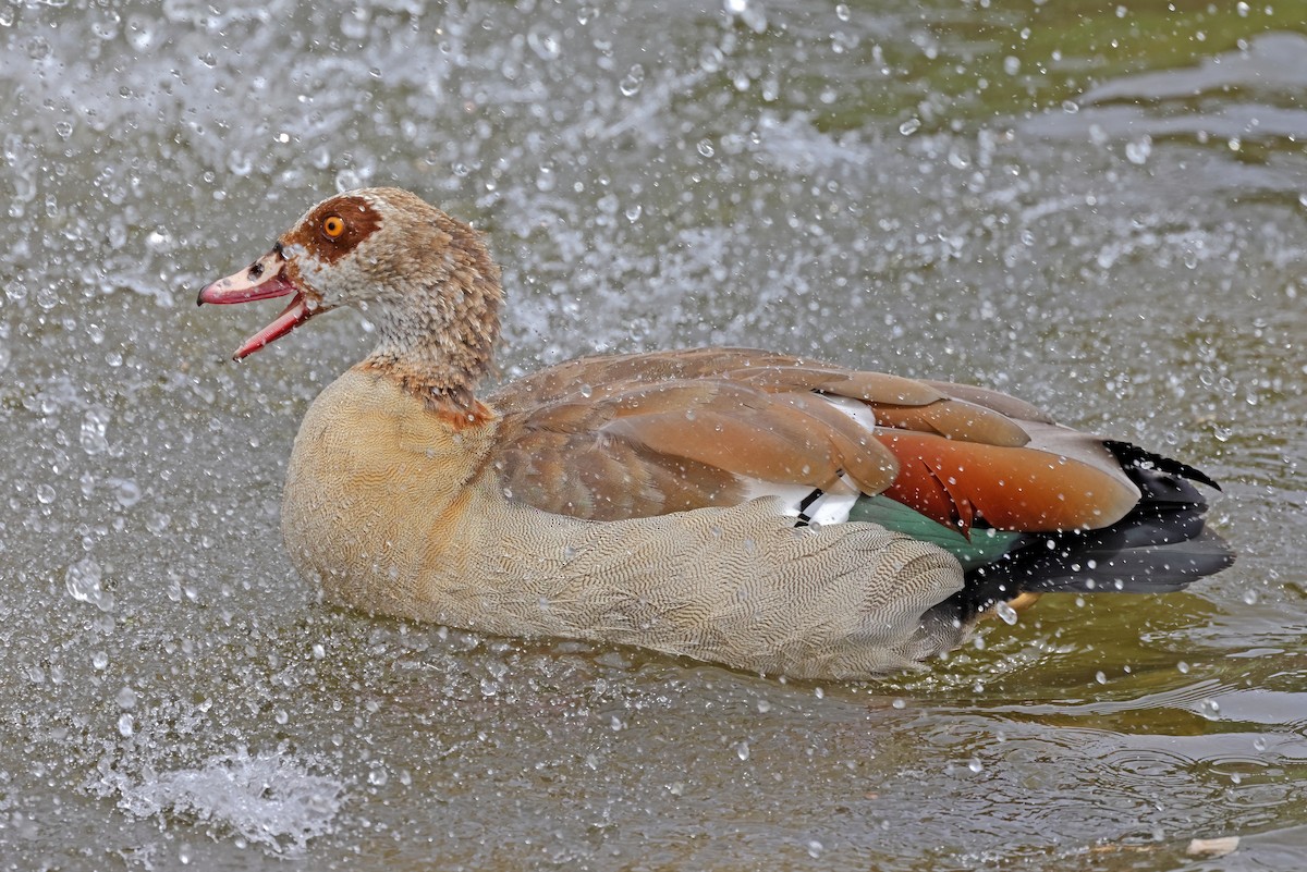 Ouette d'Égypte - ML636724707