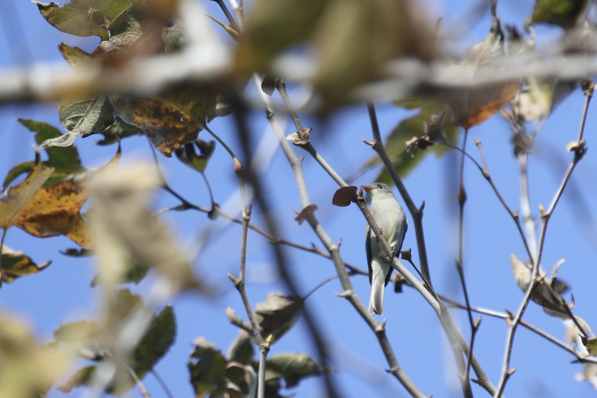 Greater Pewee - ML636725018
