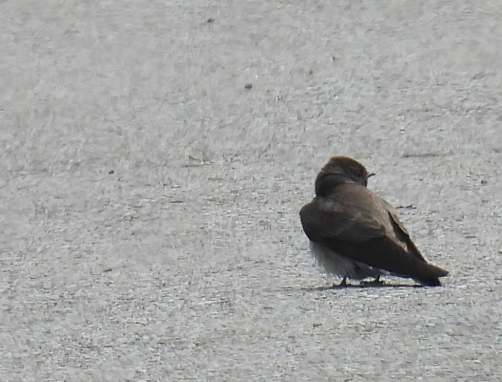 Golondrina Aserrada - ML636725024