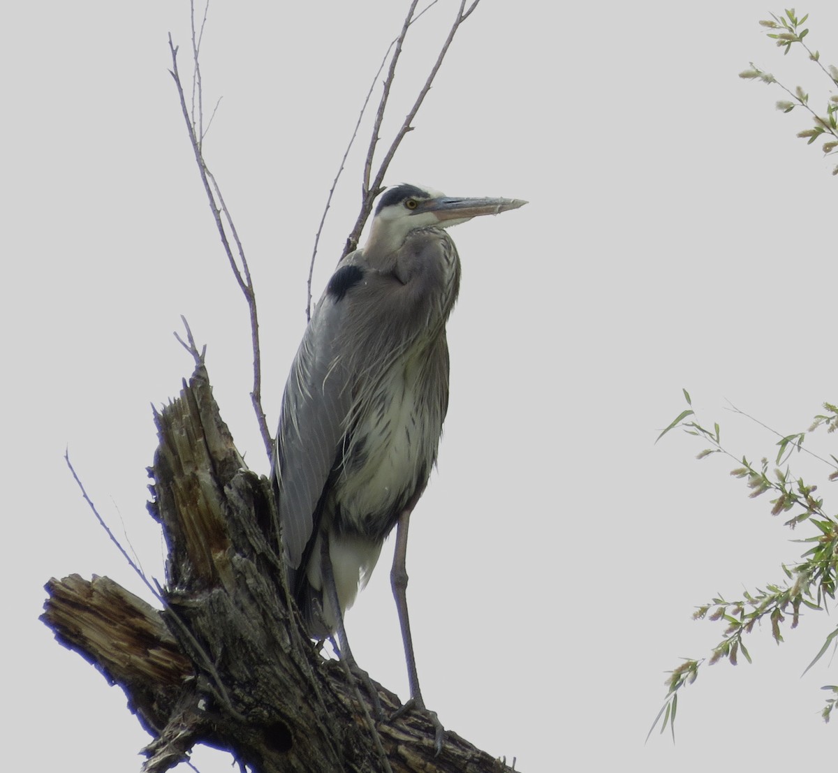 Great Blue Heron - ML636725053