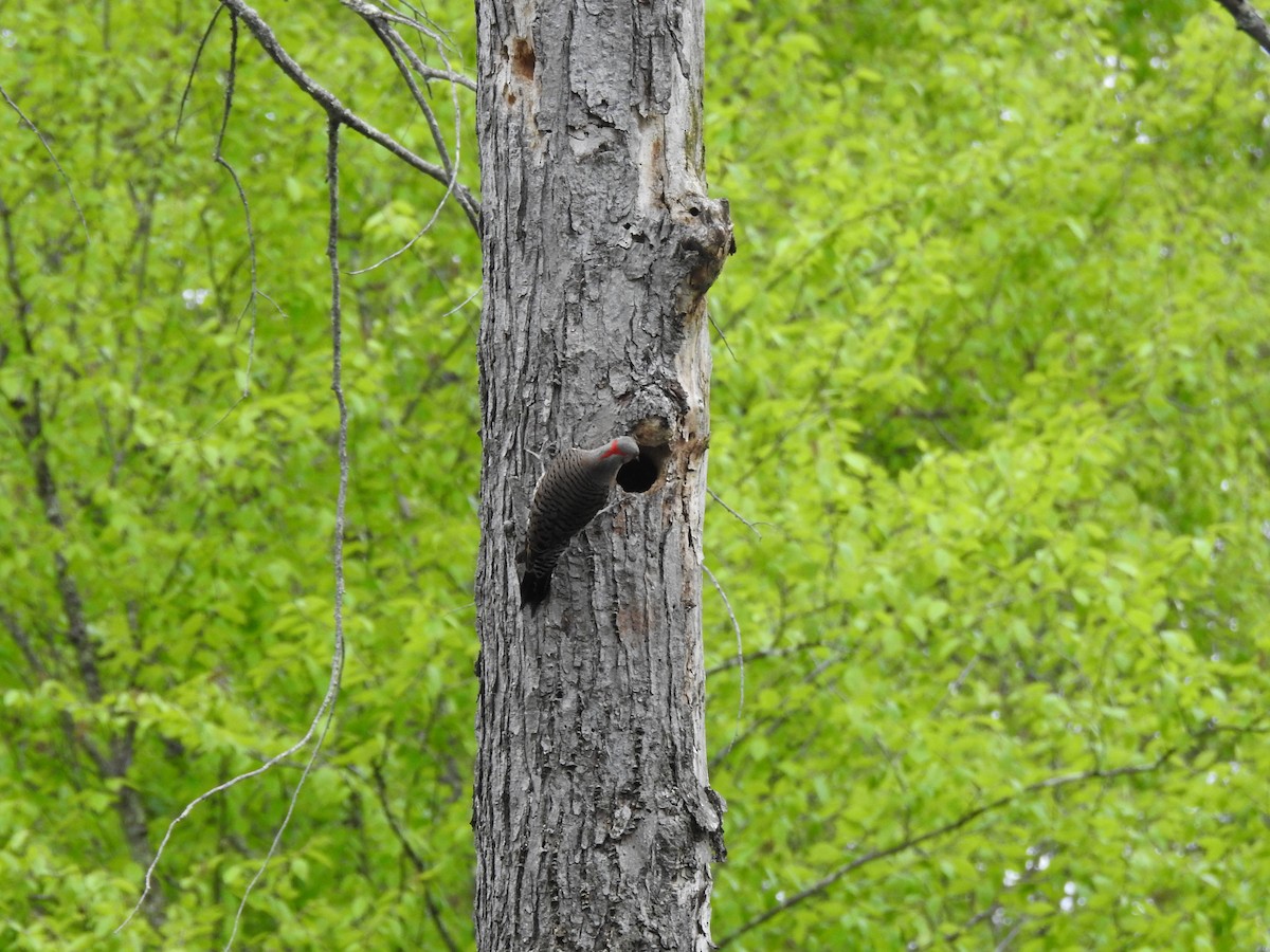 gullspett (auratus/luteus) - ML636725073