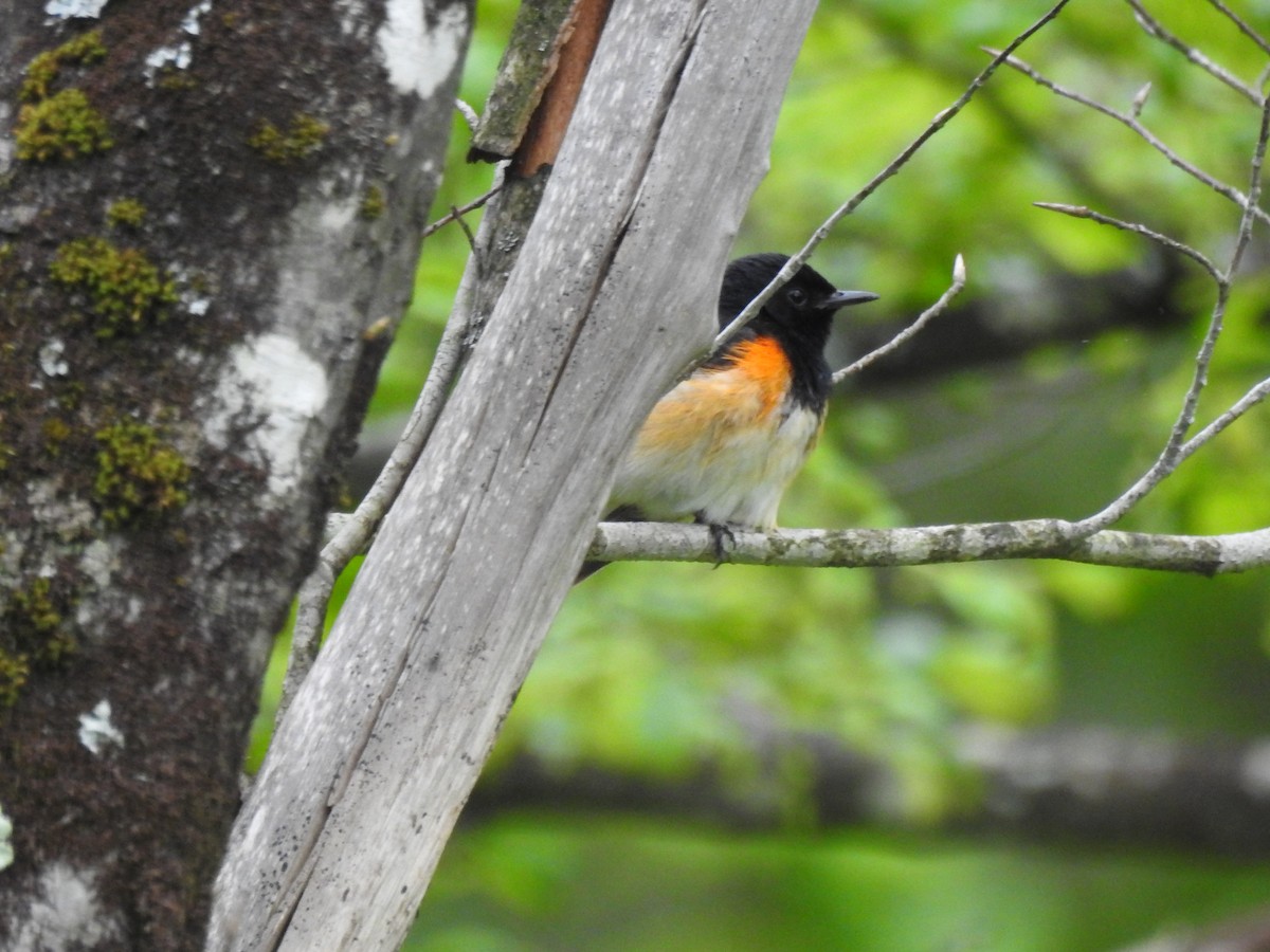 rødstjertparula - ML636725102
