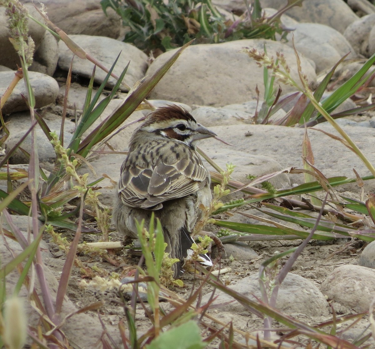Lark Sparrow - ML636725104