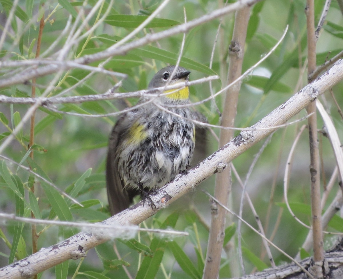 Yellow-rumped Warbler - ML636725111