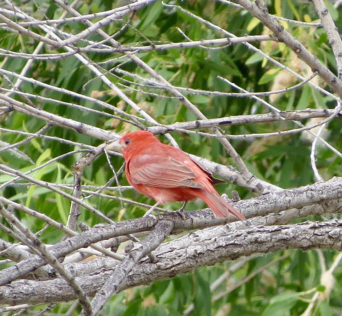 Summer Tanager - ML636725116