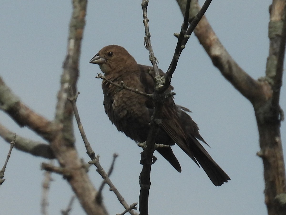 Tordo Cabecipardo - ML636725158