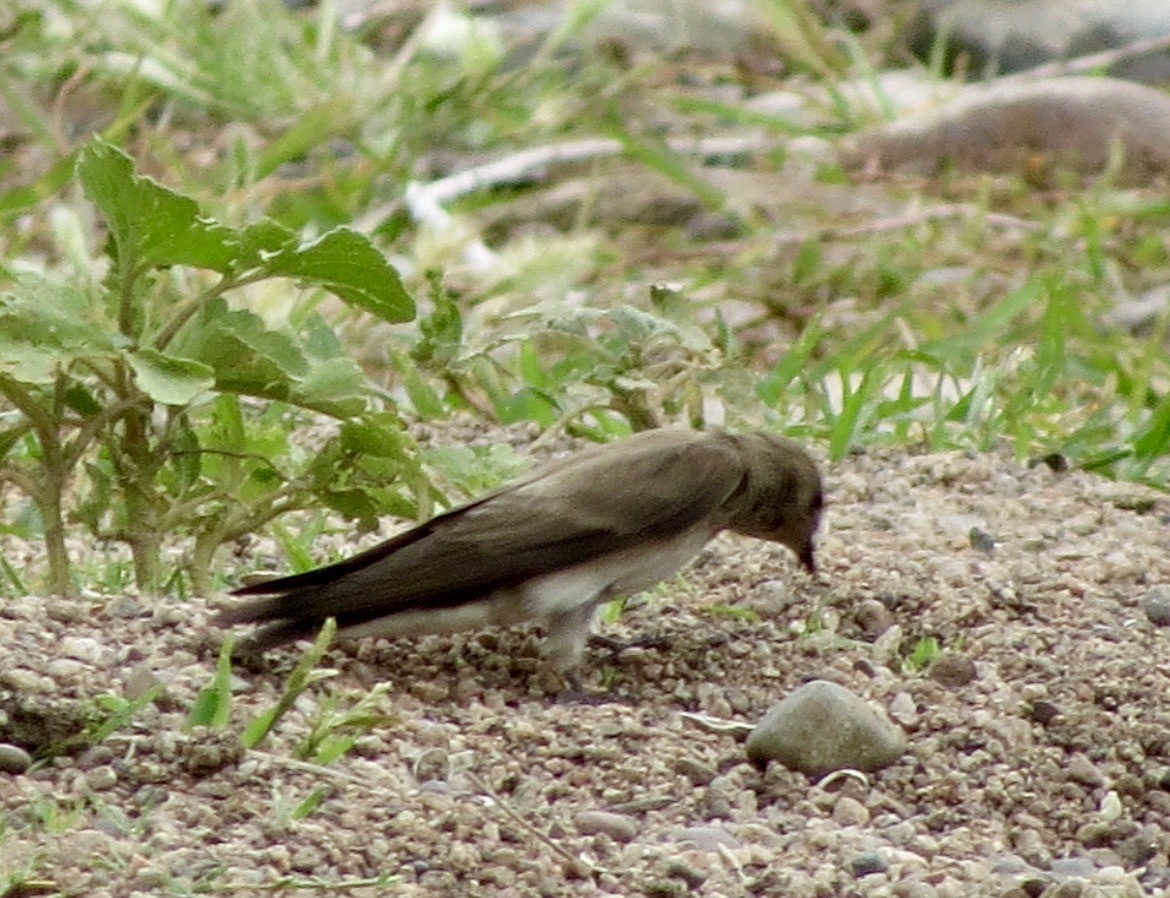 Northern Rough-winged Swallow - ML636725199