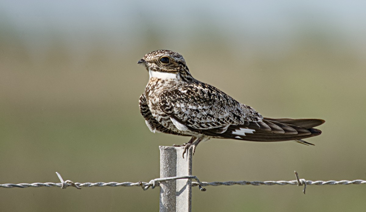 Common Nighthawk - ML636725332