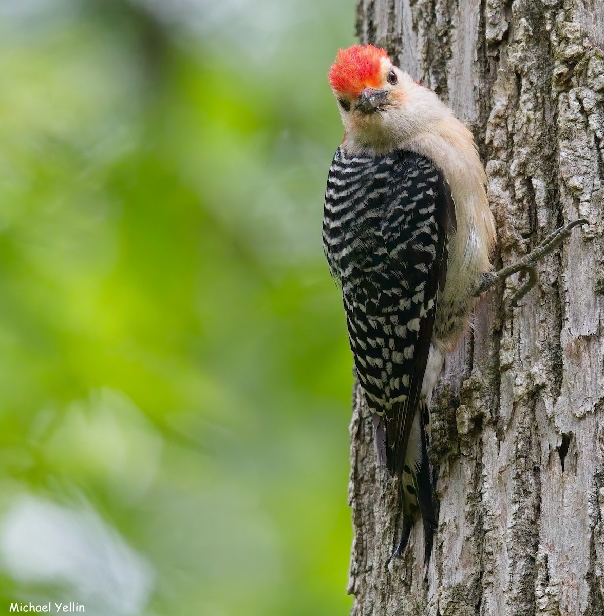 Red-bellied Woodpecker - ML636725358