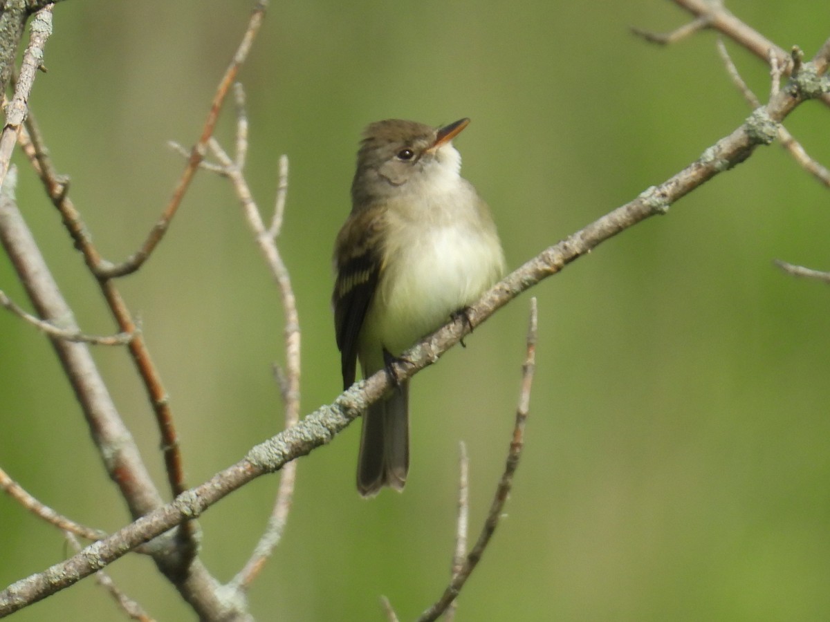 Mosquero Saucero - ML636725476