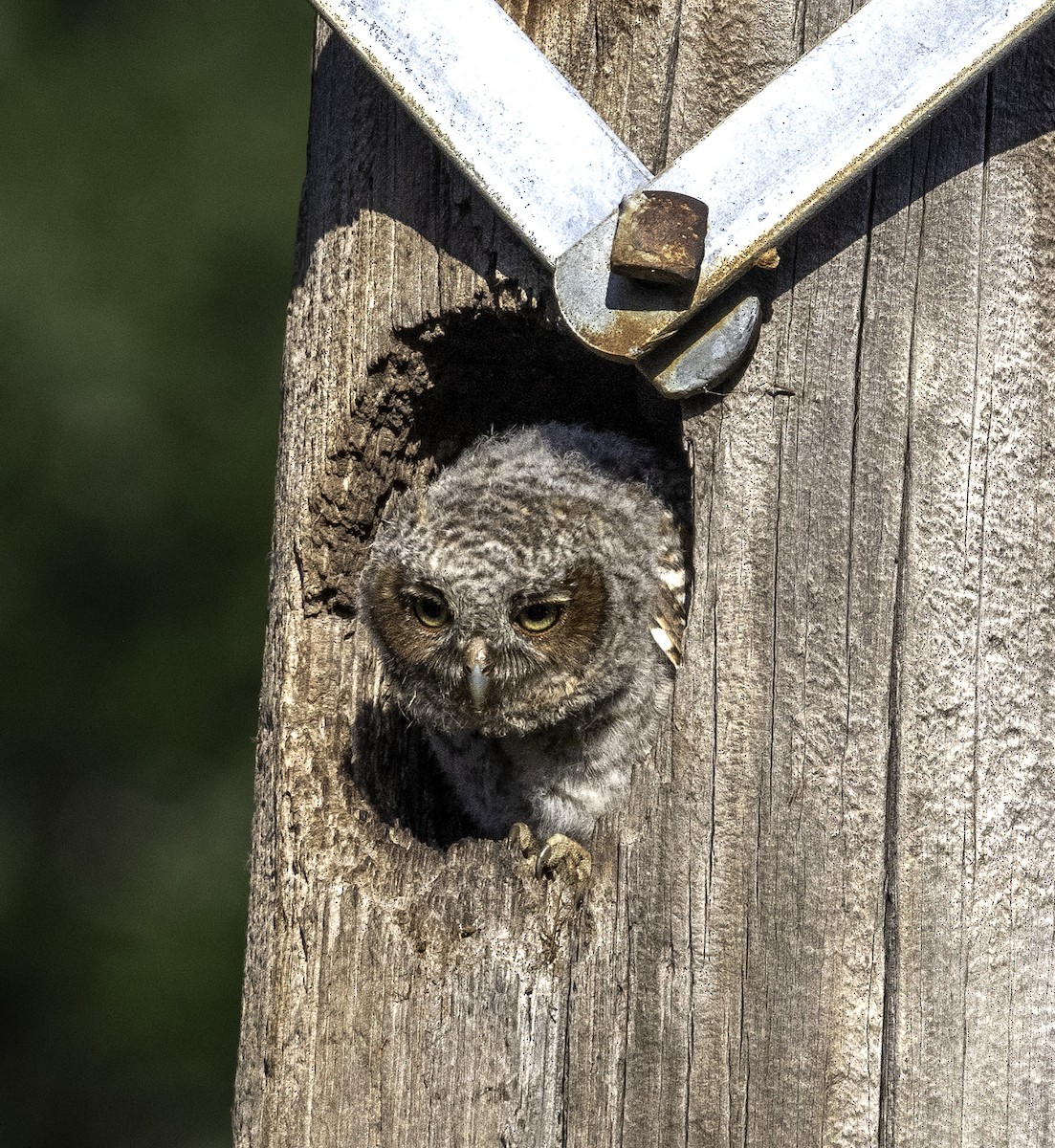 Eastern Screech-Owl - ML636725557