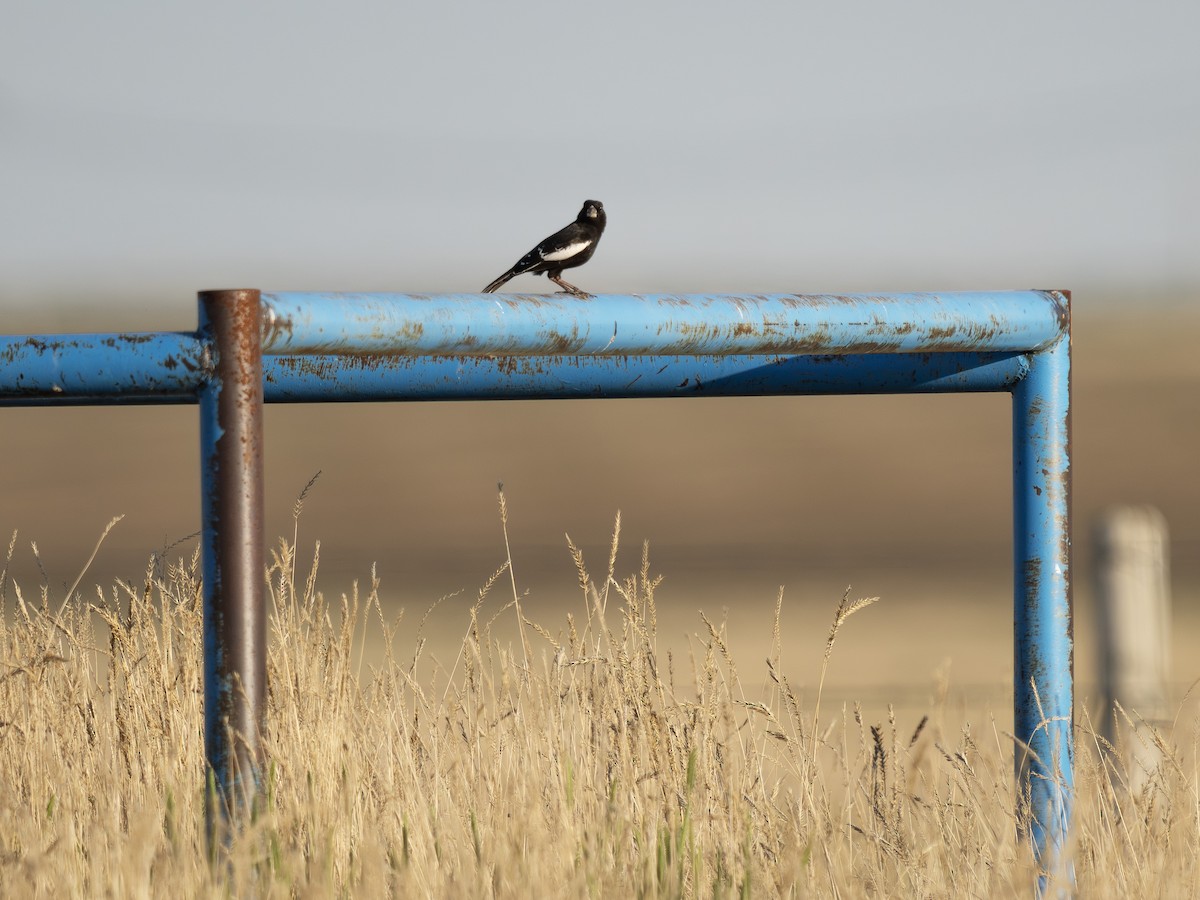 Lark Bunting - ML636725611