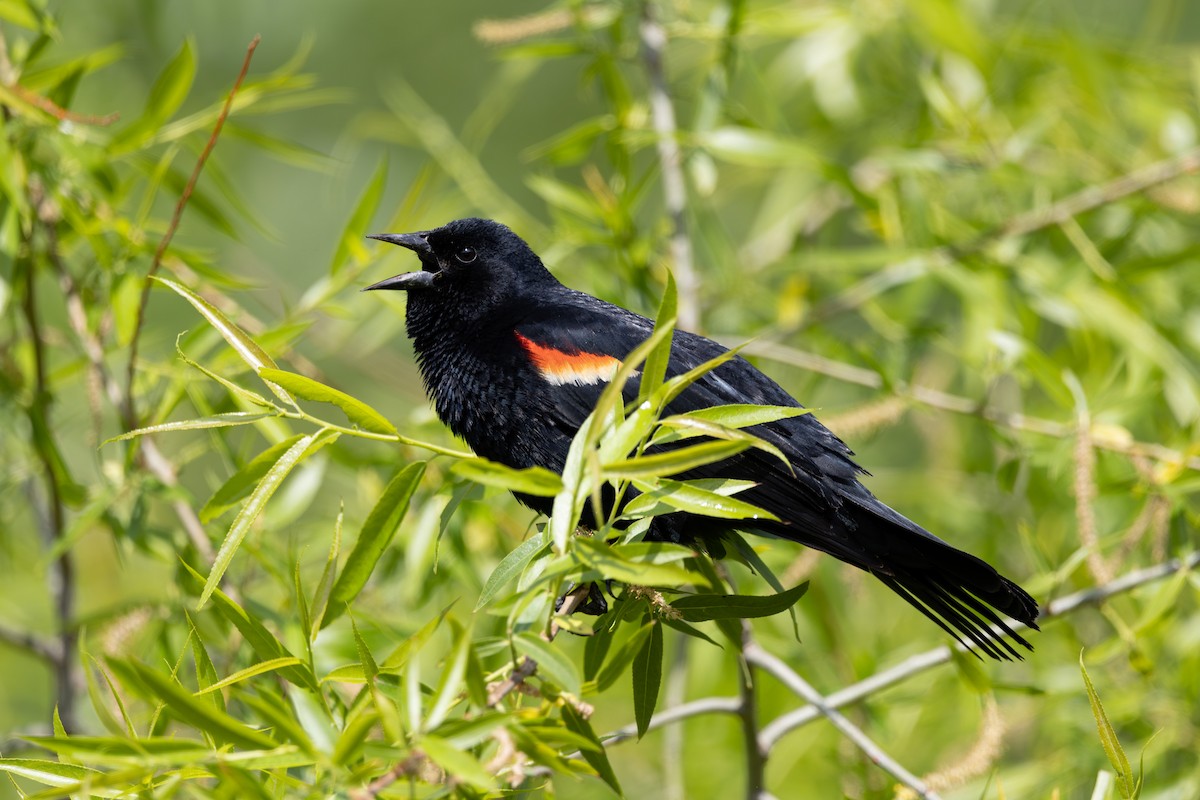 Red-winged Blackbird - ML636725634