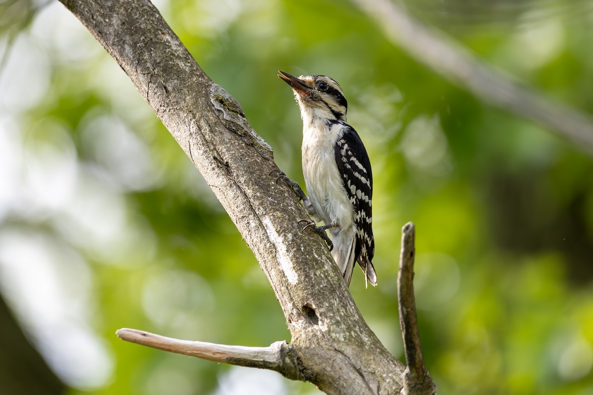 Hairy Woodpecker - ML636725641