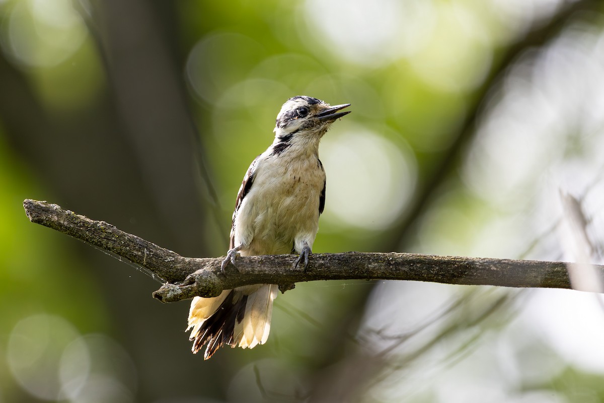 Hairy Woodpecker - ML636725646